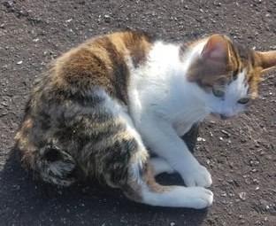 迷子猫の写真1