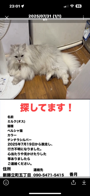 迷子猫No.1879の写真