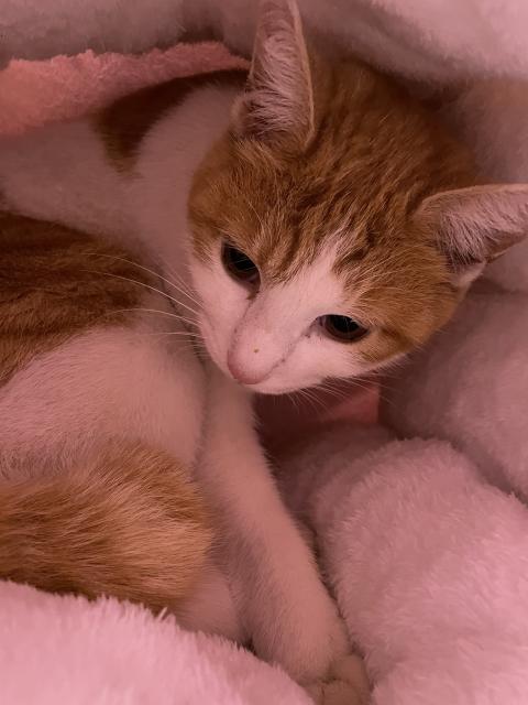 迷子猫の写真1