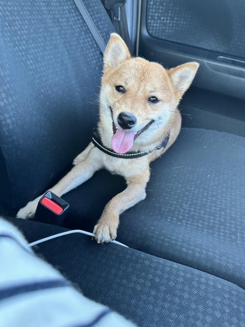 迷子犬の写真2
