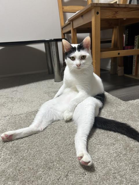 迷子猫No.1943の写真