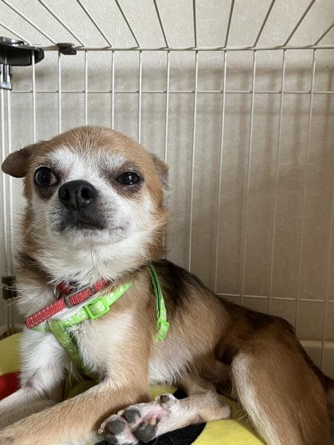 迷子犬の写真1