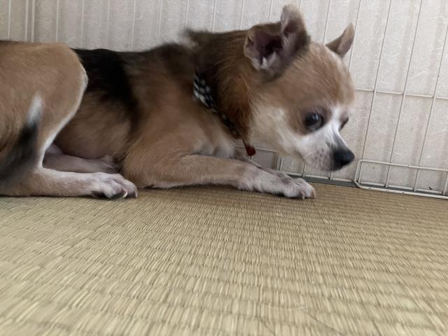 迷子犬の写真2