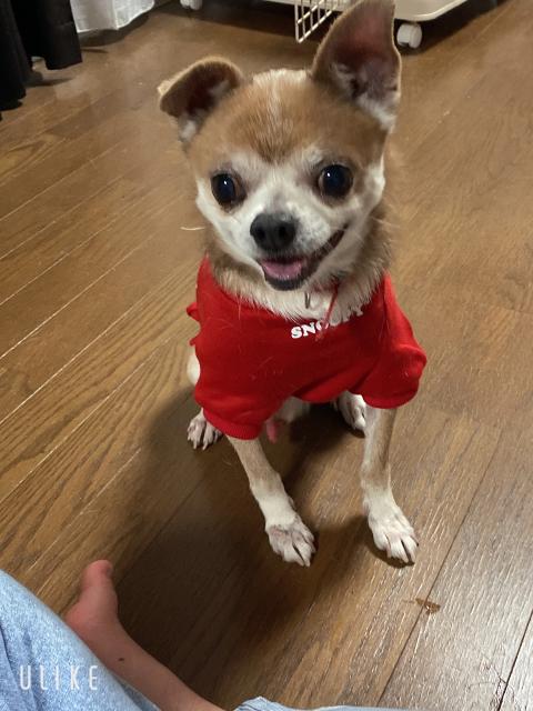 迷子犬の写真3