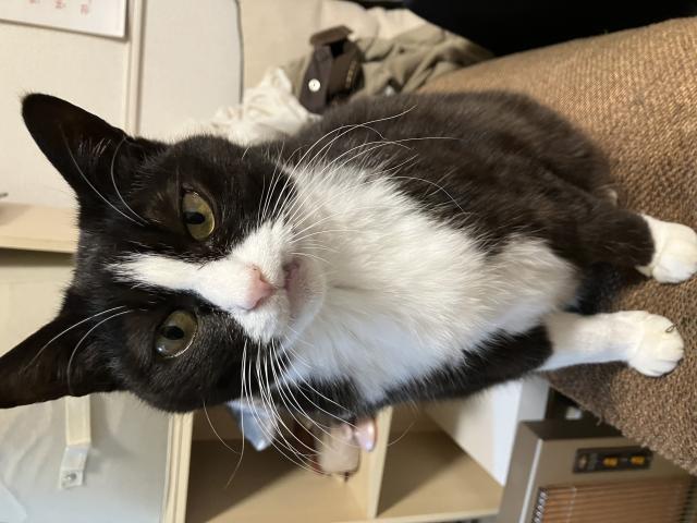 迷子猫の写真1