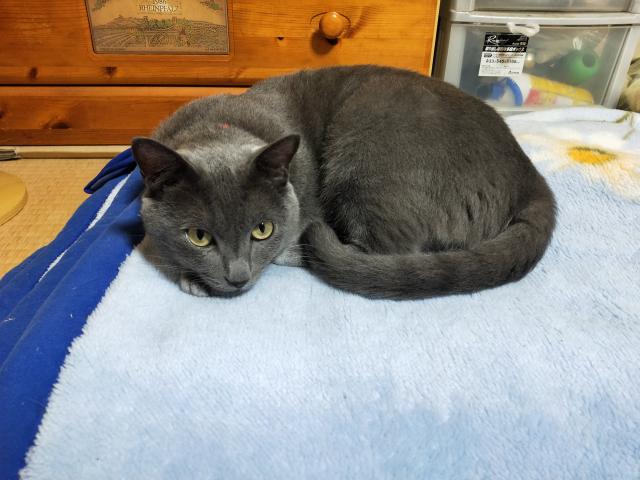 迷子猫No.2086の写真