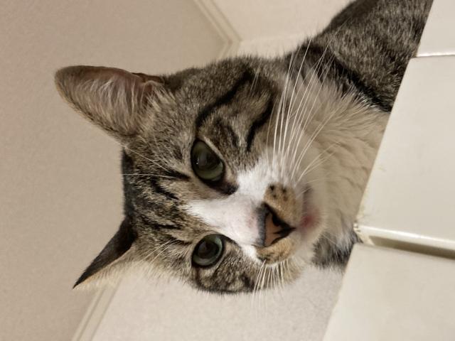 迷子猫の写真1
