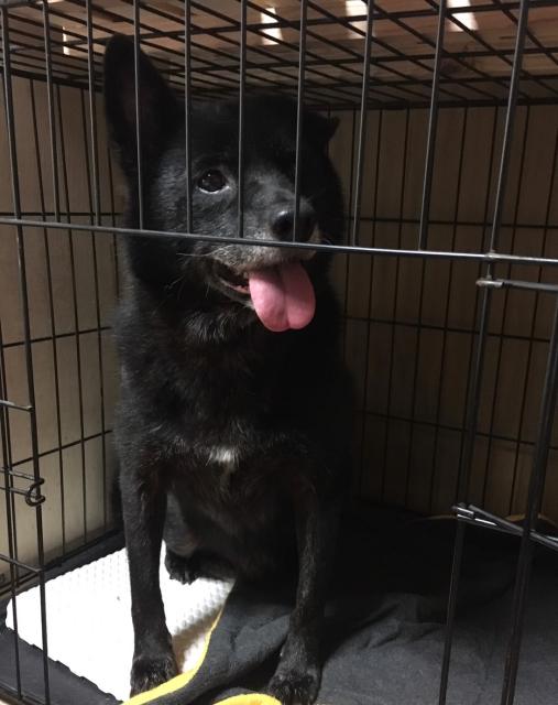 迷子犬No.2018の写真