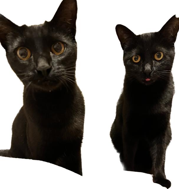 迷子猫の写真1