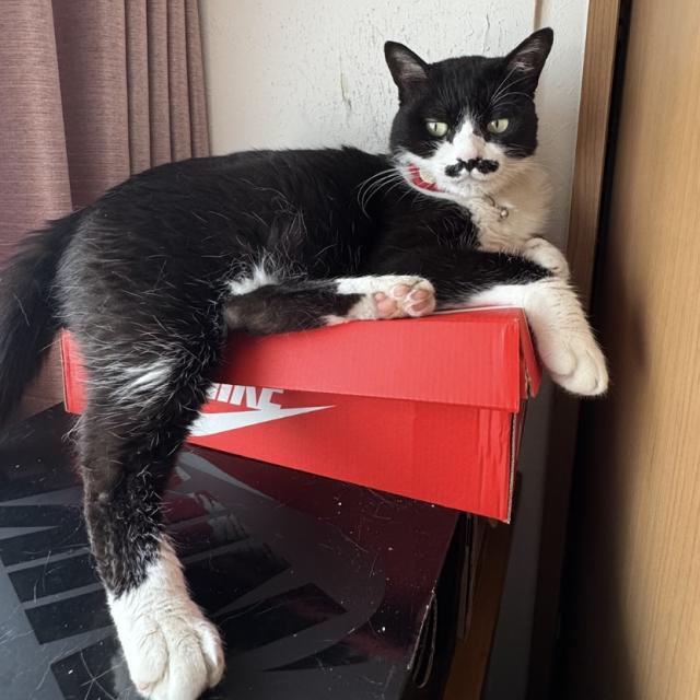 迷子猫の写真2