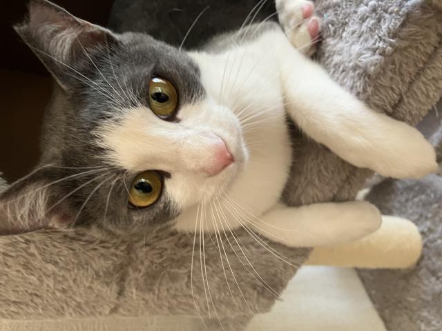 迷子猫No.1789の写真