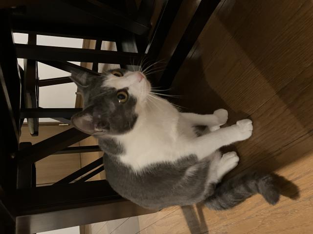 迷子猫の写真2