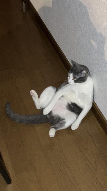 迷子猫の写真3
