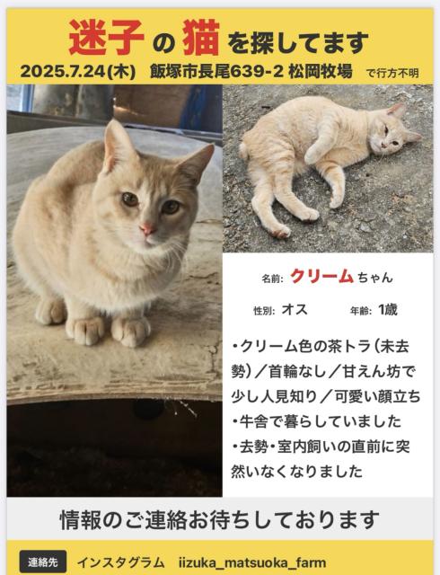 迷子猫No.1877の写真