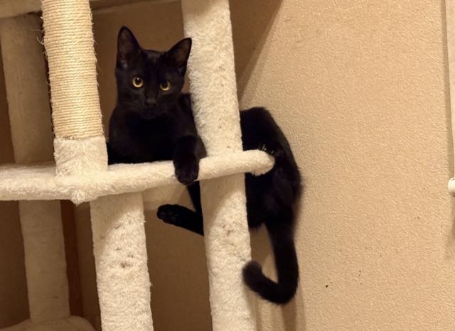 迷子猫No.2025の写真