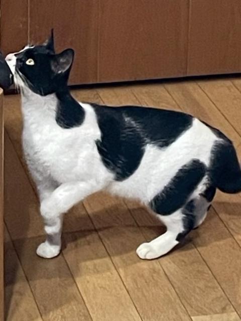 迷子猫No.2064の写真