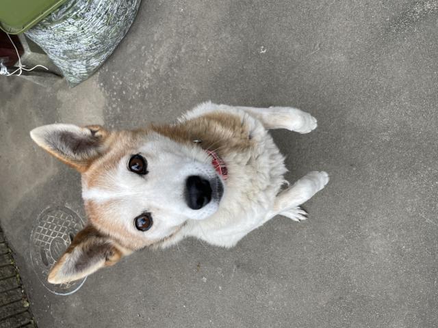 迷子犬の写真1