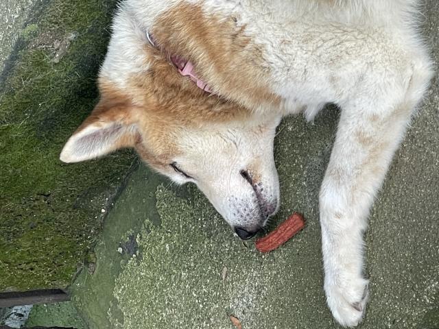 迷子犬の写真3