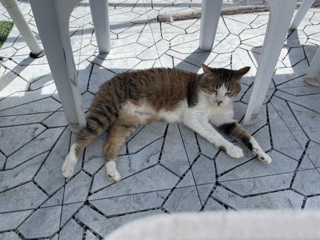 迷子猫の写真1