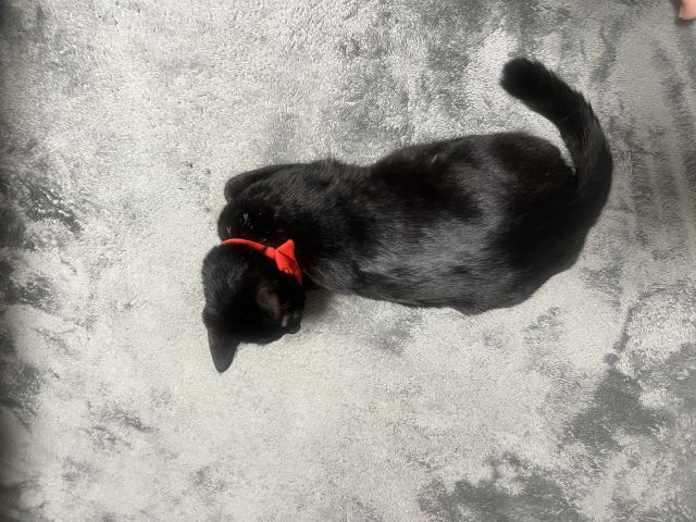 迷子猫の写真2