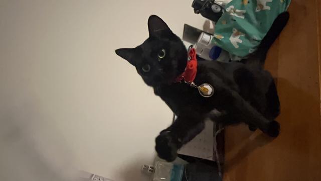 迷子猫の写真3