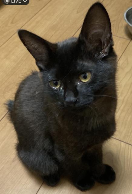 迷子猫の写真1
