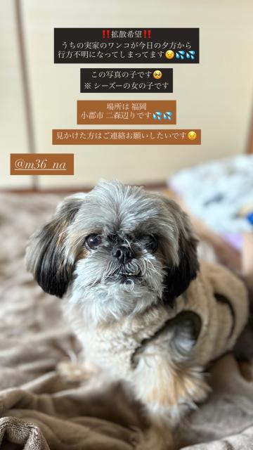 迷子犬No.1994の写真