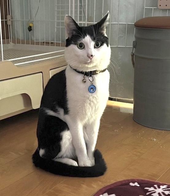 迷子猫の写真1