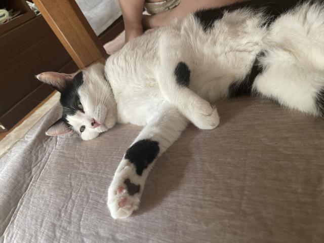 迷子猫の写真2
