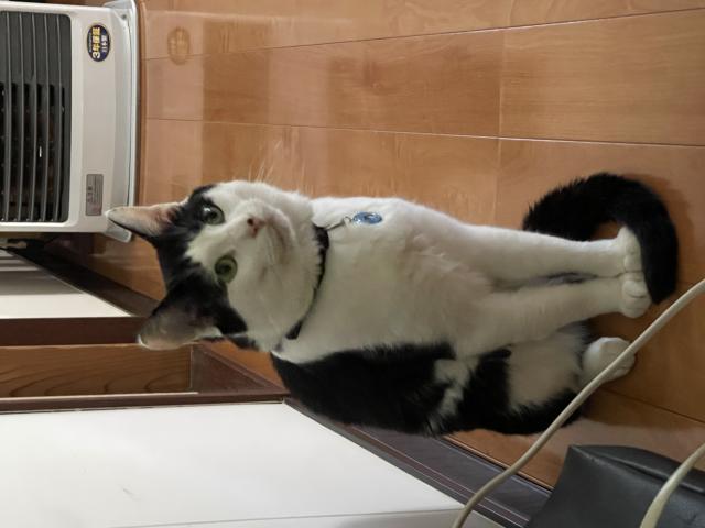 迷子猫の写真3