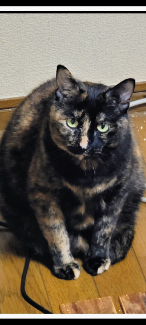 迷子猫No.2049の写真