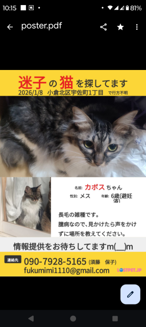 迷子猫No.2058の写真