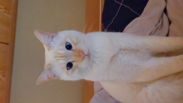 迷子猫の写真1