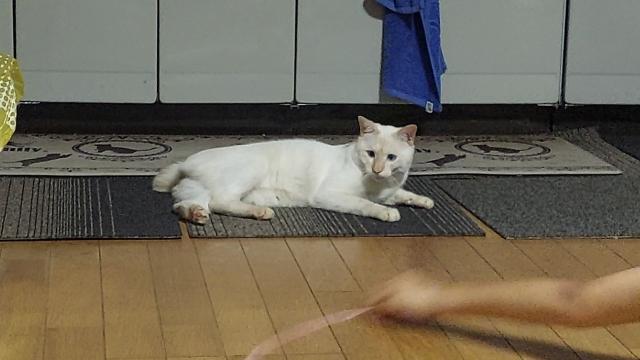 迷子猫の写真2