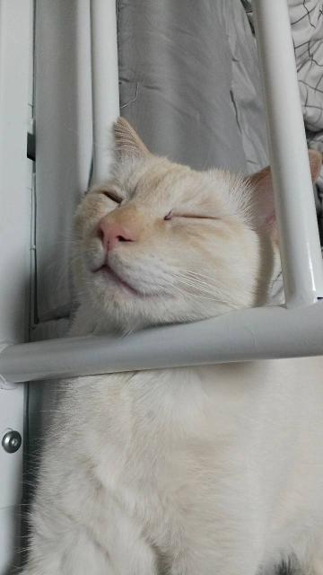 迷子猫の写真3