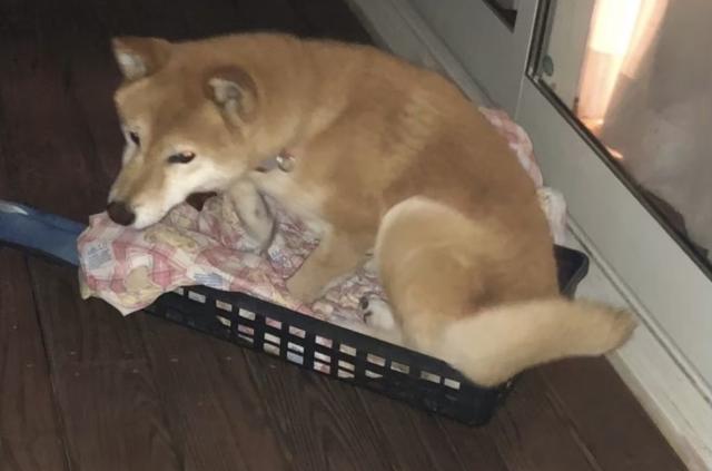迷子犬の写真2