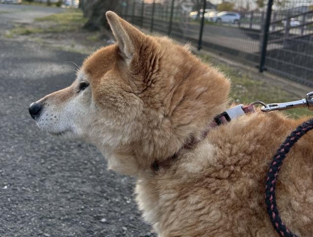 迷子犬の写真3