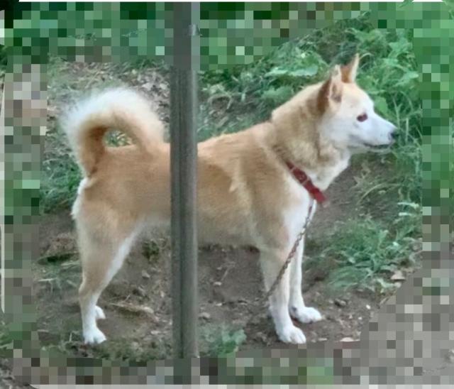 迷子犬No.1013の写真