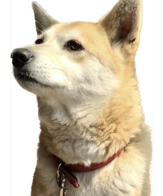 迷子犬の写真2