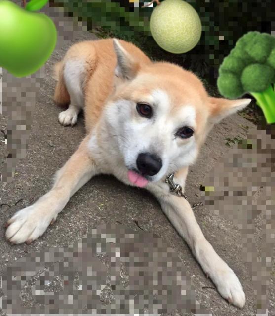 迷子犬の写真3