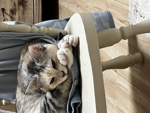 迷子猫No.1780の写真