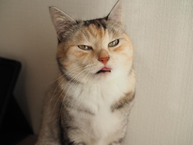 迷子猫の写真2