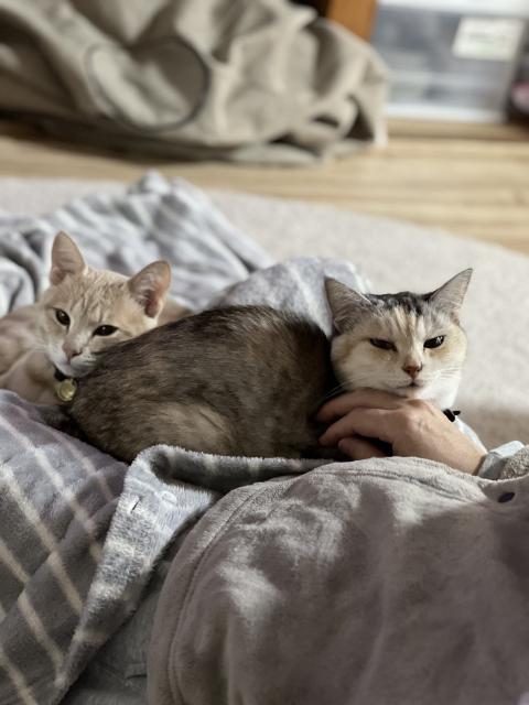 迷子猫の写真3