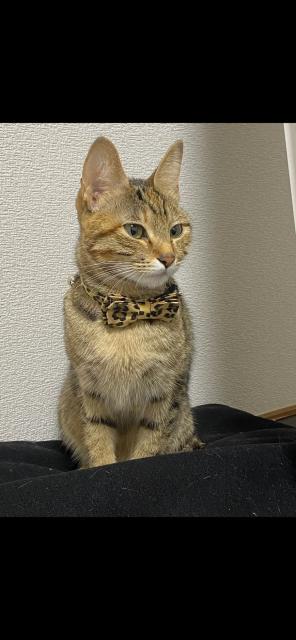 迷子猫No.2083の写真