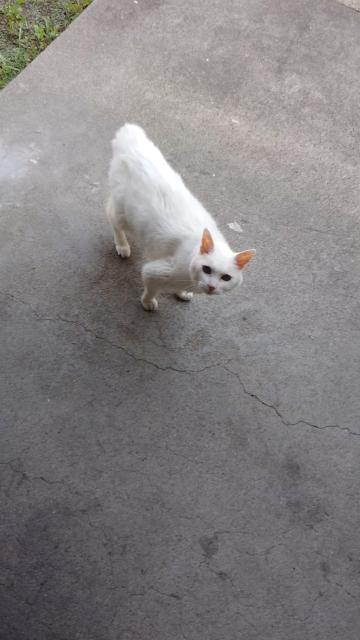 迷子猫の写真2
