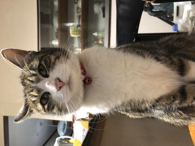 迷子猫No.0936の写真