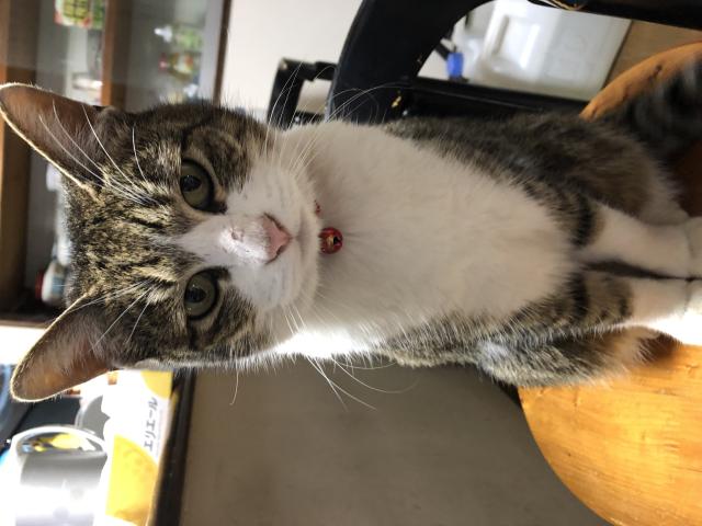 迷子猫の写真2