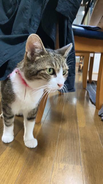 迷子猫の写真3