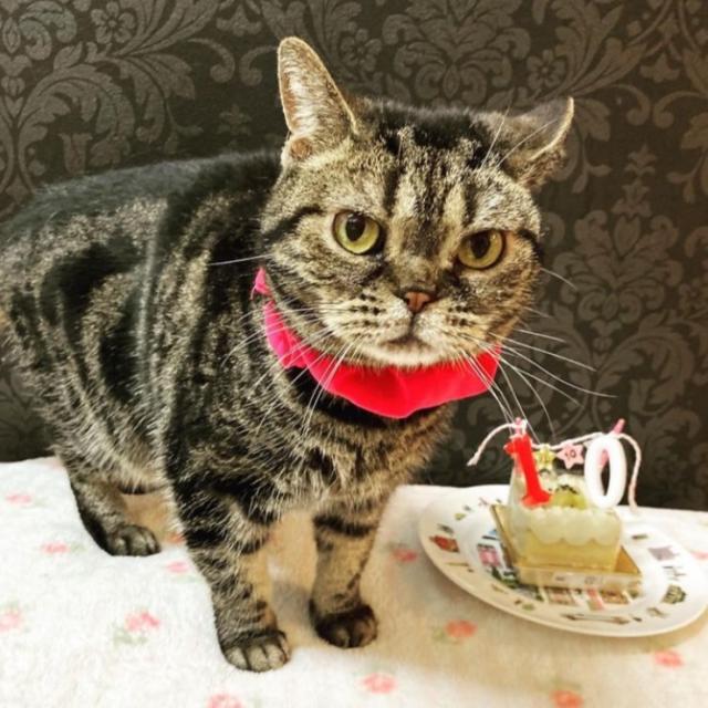 迷子猫の写真1