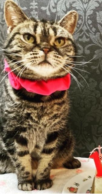 迷子猫の写真2